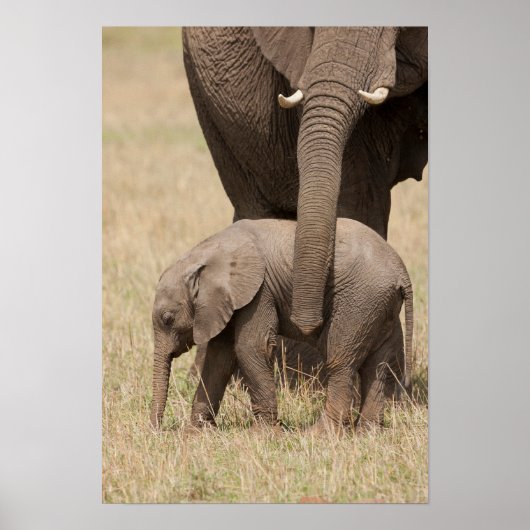 African Baby Elephant with Mother Poster (Voorkant)
