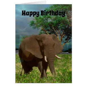 African Bull Elephant, Birthday Kaart
