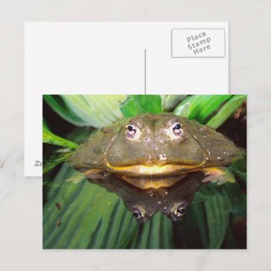 African Burrowing Bullfrog, Pyxicephalus 2 Briefkaart (Voorkant / Achterkant)