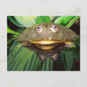 African Burrowing Bullfrog, Pyxicephalus 2 Briefkaart (Voorkant)