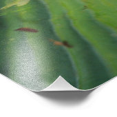 African Burrowing Bullfrog, Pyxicephalus 2 Foto Afdruk (Hoek)