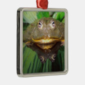 African Burrowing Bullfrog, Pyxicephalus 2 Metalen Ornament (Rechts)