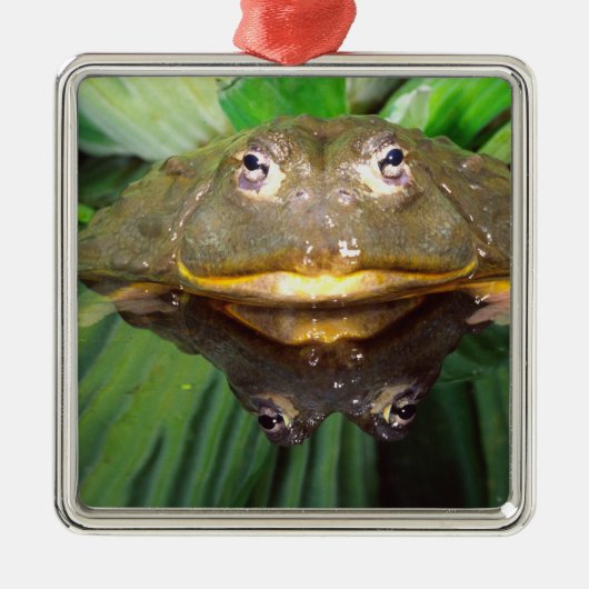 African Burrowing Bullfrog, Pyxicephalus 2 Metalen Ornament (Voorkant)
