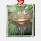 African Burrowing Bullfrog, Pyxicephalus 2 Metalen Ornament (Links)
