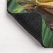 African Burrowing Bullfrog, Pyxicephalus 2 Muismat (Hoek)