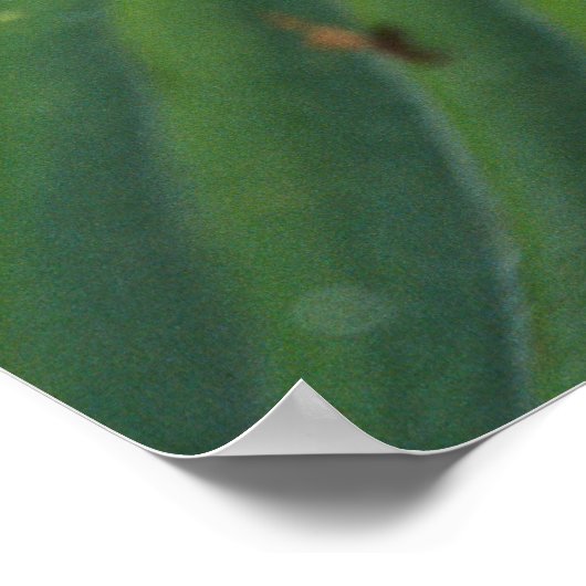 African Burrowing Bullfrog, Pyxicephalus 2 Poster (Hoek)