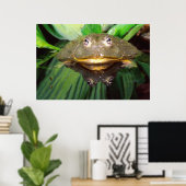 African Burrowing Bullfrog, Pyxicephalus 2 Poster (Thuiskantoor)