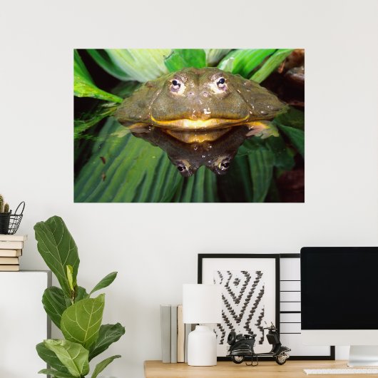 African Burrowing Bullfrog, Pyxicephalus 2 Poster (Thuiskantoor)
