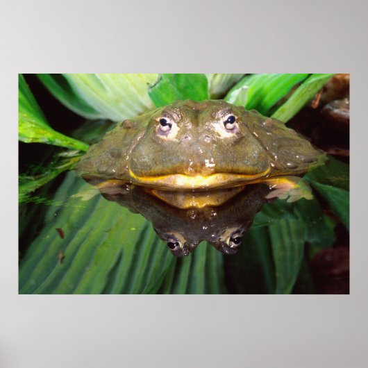 African Burrowing Bullfrog, Pyxicephalus 2 Poster (Voorkant)