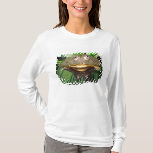 African Burrowing Bullfrog, Pyxicephalus 2 T-shirt (Voorkant)