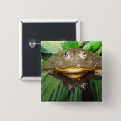 African Burrowing Bullfrog, Pyxicephalus 2 Vierkante Button 5,1 Cm (Voorkant /achterkant)