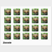 African Burrowing Bullfrog, Pyxicephalus 2 Vierkante Sticker (Vel)