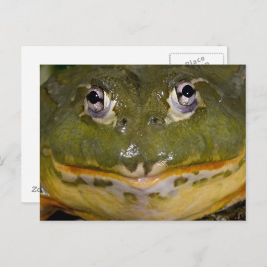 African Burrowing Bullfrog, Pyxicephalus Briefkaart (Voorkant / Achterkant)