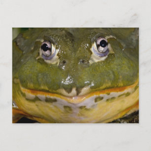 African Burrowing Bullfrog, Pyxicephalus Briefkaart