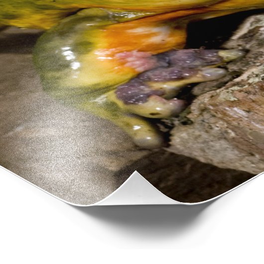 African Burrowing Bullfrog, Pyxicephalus Foto Afdruk (Hoek)