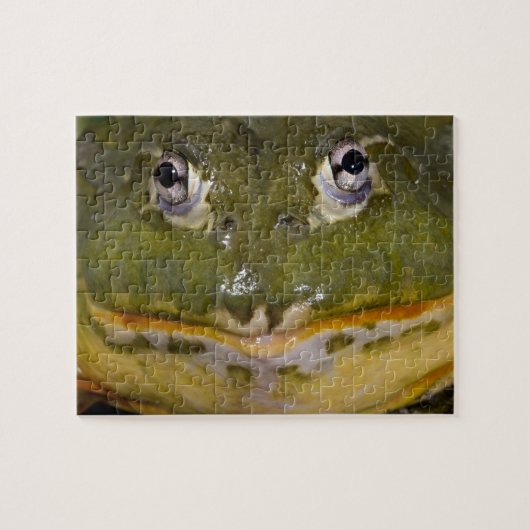 African Burrowing Bullfrog, Pyxicephalus Legpuzzel (Horizontaal)