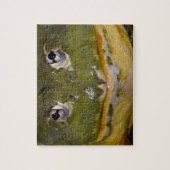 African Burrowing Bullfrog, Pyxicephalus Legpuzzel (Verticaal)