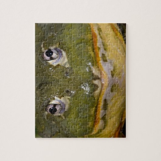 African Burrowing Bullfrog, Pyxicephalus Legpuzzel (Verticaal)