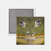 African Burrowing Bullfrog, Pyxicephalus Magneet (Voorkant / Achterkant)