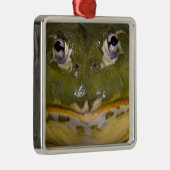 African Burrowing Bullfrog, Pyxicephalus Metalen Ornament (Rechts)