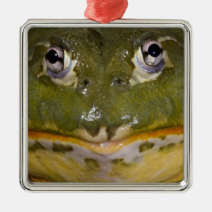 African Burrowing Bullfrog, Pyxicephalus Metalen Ornament
