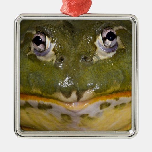 African Burrowing Bullfrog, Pyxicephalus Metalen Ornament (Voorkant)