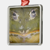 African Burrowing Bullfrog, Pyxicephalus Metalen Ornament (Links)