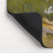 African Burrowing Bullfrog, Pyxicephalus Muismat (Hoek)