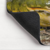 African Burrowing Bullfrog, Pyxicephalus Muismat (Hoek)