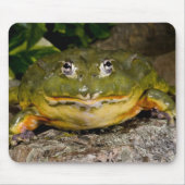 African Burrowing Bullfrog, Pyxicephalus Muismat (Voorkant)