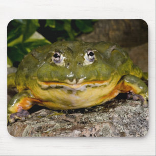 African Burrowing Bullfrog, Pyxicephalus Muismat