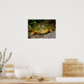African Burrowing Bullfrog, Pyxicephalus Poster (Keuken)