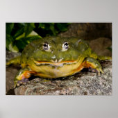 African Burrowing Bullfrog, Pyxicephalus Poster (Voorkant)