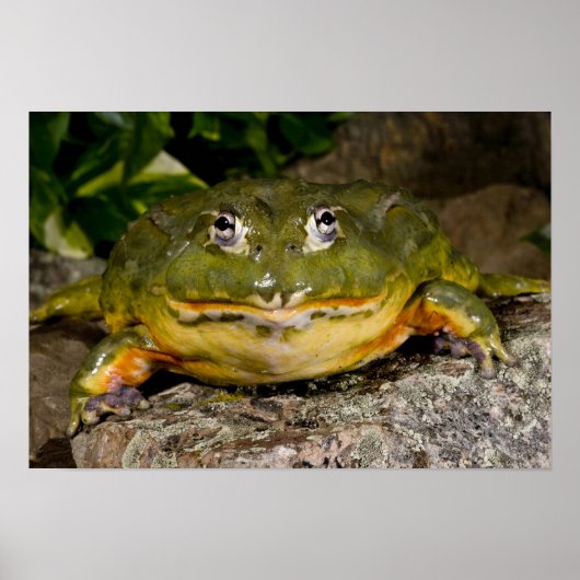 African Burrowing Bullfrog, Pyxicephalus Poster (Voorkant)