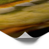 African Burrowing Bullfrog, Pyxicephalus Poster (Hoek)