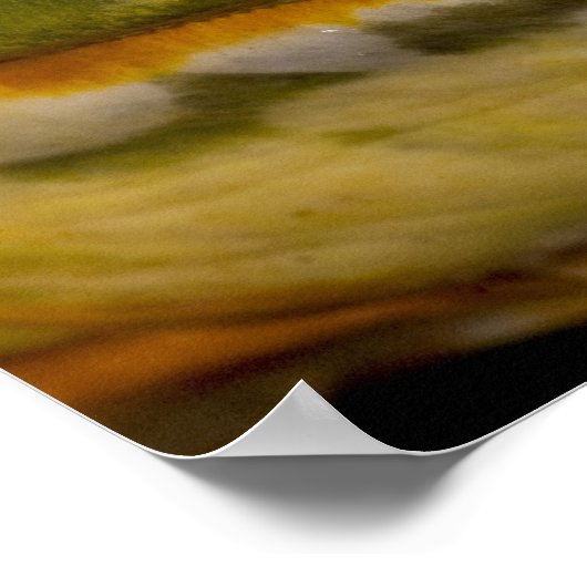 African Burrowing Bullfrog, Pyxicephalus Poster (Hoek)