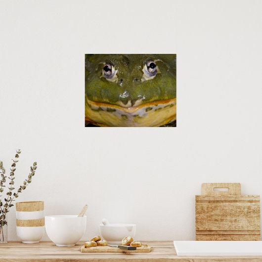 African Burrowing Bullfrog, Pyxicephalus Poster (Keuken)