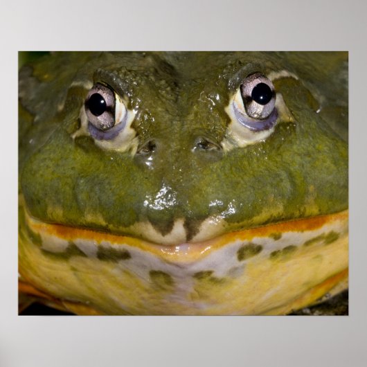 African Burrowing Bullfrog, Pyxicephalus Poster (Voorkant)