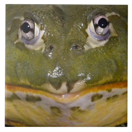 African Burrowing Bullfrog, Pyxicephalus Tegeltje (Voorkant)