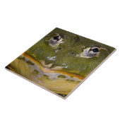 African Burrowing Bullfrog, Pyxicephalus Tegeltje (Zijkant)