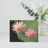 African Daisies Bute Park, Cardiff, Wales Briefkaart (Staand voorkant)