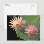 African Daisies Bute Park, Cardiff, Wales Briefkaart (Voorkant / Achterkant)