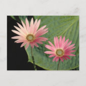 African Daisies Bute Park, Cardiff, Wales Briefkaart (Voorkant)