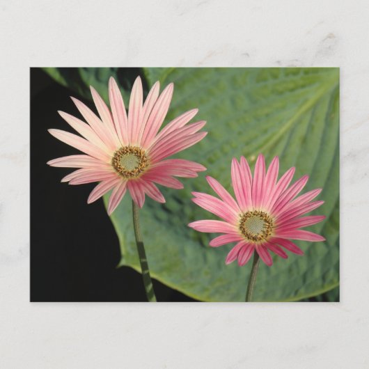 African Daisies Bute Park, Cardiff, Wales Briefkaart (Voorkant)