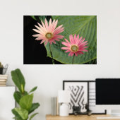 African Daisies Bute Park, Cardiff, Wales Poster (Thuiskantoor)