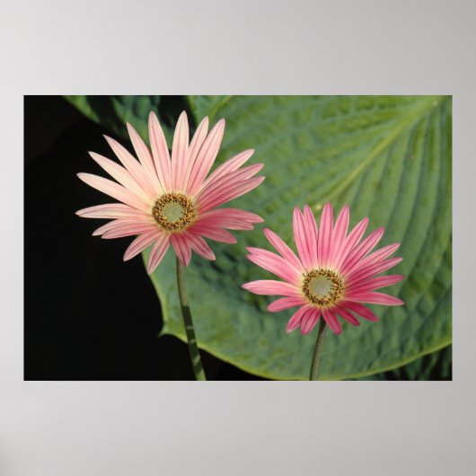 African Daisies Bute Park, Cardiff, Wales Poster (Voorkant)