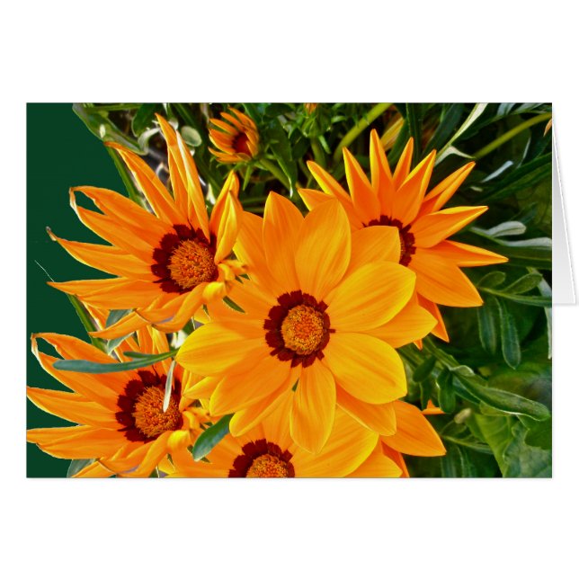 African Daisies Note Card (Voorkant Horizontaal)
