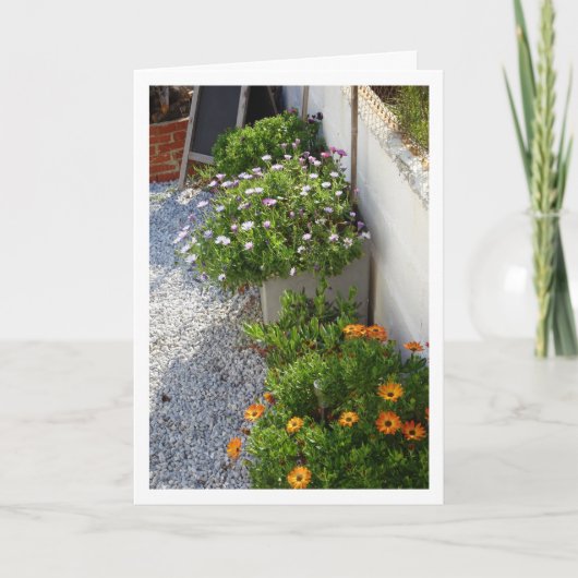 African Daisies Portrait Kaart (Voorkant)