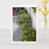 African Daisies Portrait Kaart (Gele Bloem)