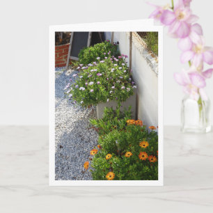 African Daisies Portrait Kaart